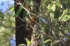 Ptilotula flavescens flavescens