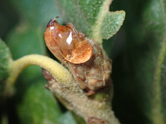 Callirhytis carmelensis