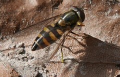 Parasyrphus punctulatus