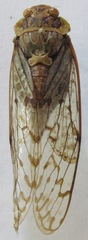 Procollina nicaraguaensis
