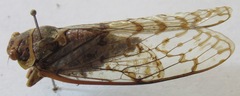 Procollina nicaraguaensis