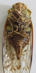 Procollina nicaraguaensis