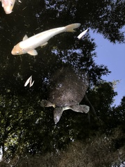 Trionychinae