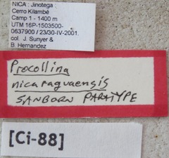 Procollina nicaraguaensis