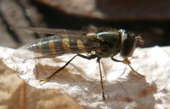 Parasyrphus punctulatus