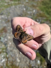 Boloria polaris