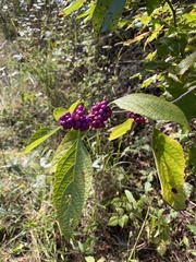 Callicarpa americana