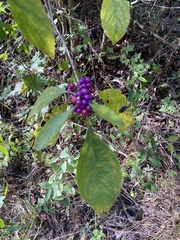 Callicarpa americana