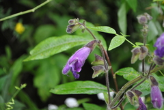 Salvia przewalskii