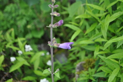 Salvia przewalskii