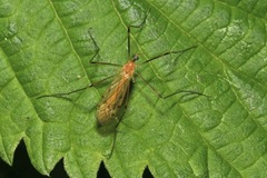 Limonia phragmitidis