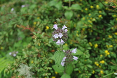 Clinopodium polycephalum