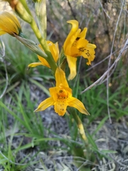 Chloraea gavilu