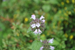 Clinopodium polycephalum