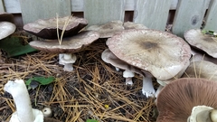Pseudochitonia