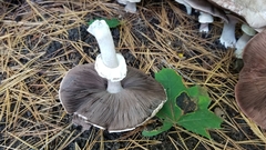 Pseudochitonia