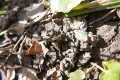 Parasyrphus punctulatus