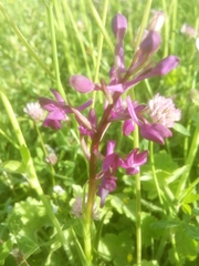 Anacamptis laxiflora