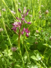 Anacamptis laxiflora