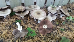 Pseudochitonia
