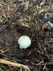 Inocybe pudica