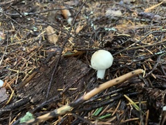 Inocybe pudica