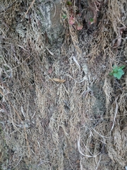 Selaginella repanda