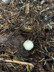 Inocybe pudica
