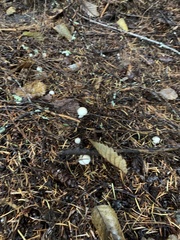 Inocybe pudica