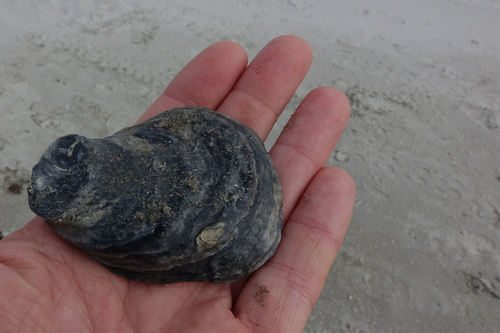 Ostrea chilensis
