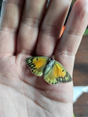 Colias hecla