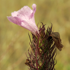 Agalinis densiflora