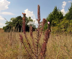 Agalinis densiflora