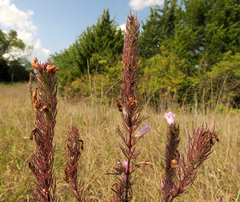 Agalinis densiflora