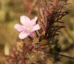 Agalinis densiflora