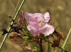 Agalinis densiflora