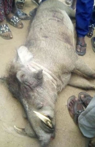 Common Warthog