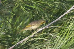 Ptilotula flavescens flavescens