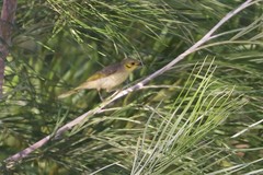 Ptilotula flavescens flavescens