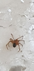 Nesticodes rufipes