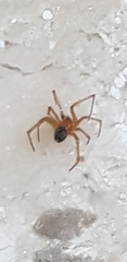 Nesticodes rufipes