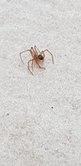 Nesticodes rufipes