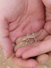 Acanthodactylus