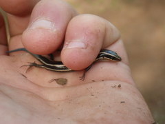 Plestiodon skiltonianus skiltonianus