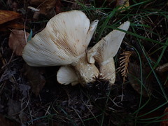 Lactarius scrobiculatus canadensis