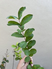 Ulmus parvifolia