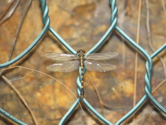 Paragomphus capricornis