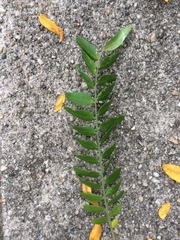 Gleditsia triacanthos