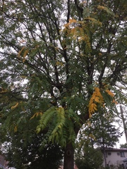 Gleditsia triacanthos