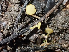 Lanzia luteovirescens